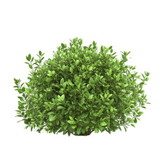 Obraz premium Lush green shrub thriving in a bright environment, demonstrating healthy foliage and vibrant color variation