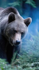 Fototapeta premium Bear in mystical forest