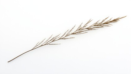 Dried grass stem on white background