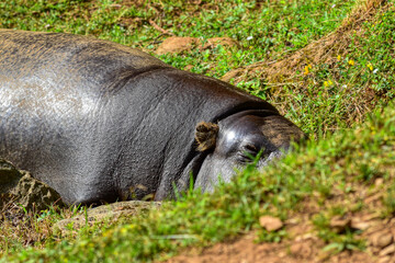 Fototapeta premium Hipopótamo descansando sobre la hierba