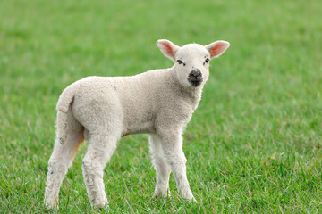 Lamb in early Springtime.  Young, cute lamb facing camera and stood in green meadow. Clean background, space for copy. Horizontal.  Yorkshire Dales, UK
