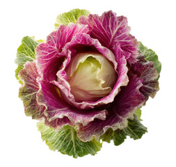 Obraz premium Fresh Ornamental Cabbage with Purple and Green Ruffled Leaves, Decorative Flowering Kale Head in Full Bloom Isolated on Transparent and White Background