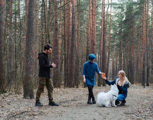 Fototapeta premium Two young women friends and a man play frisbee with a Samoyed dog in a spring park.