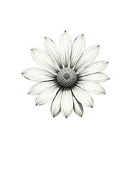 white daisy flower