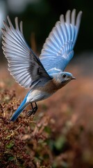 Blue bird in flight