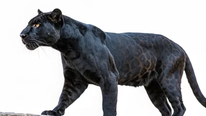 Fototapete Majestic Black Panther Walking on White Background © gihan