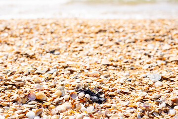 A spot of fuel oil washed up on the shell beach of the sea. Ecology and natural disaster