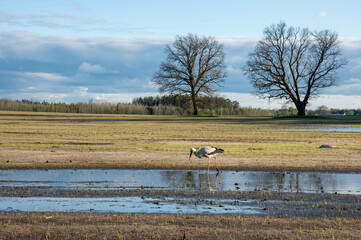 A stork is looking for food in a field in spring
