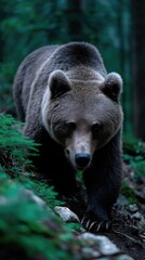 Fototapeta premium Brown bear in forest (1)