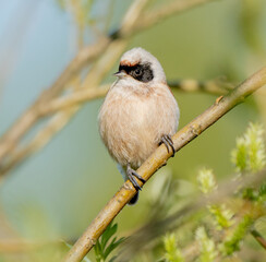 Close-Up of Eurasian Penduline Tit on Tree Twig