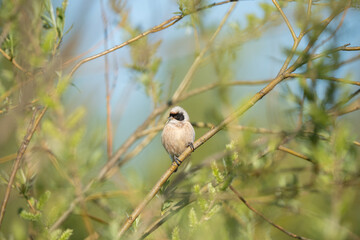 Eurasian Penduline Tit Resting on a Branch