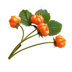 Beautiful orange flowers with green leaves arranged gracefully in a natural setting