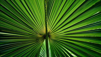 tropical palm leaf background