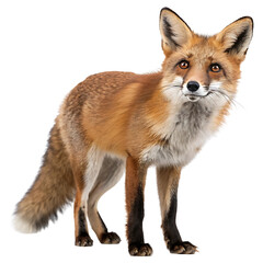 Fototapeta premium Red Fox Standing isolated on transparent background