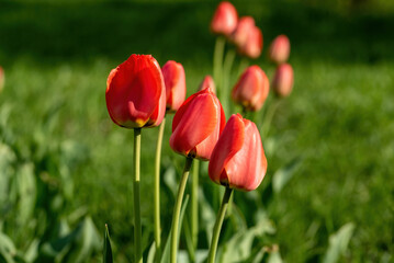 Red tulips in the garden, blurred background.