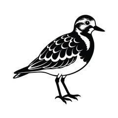 Fototapeta premium Black and white vector illustration of a ruddy turnstone bird standing side view