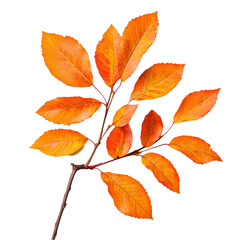 Naklejka premium Orange Autumn Leaves Branch isolated on transparent background