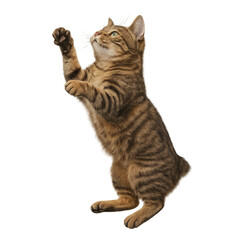 Obraz premium cat isolated on white