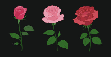 Set of red and pink roses with stem and leaves. Beautiful decorative plants. Hand drawn vector illustration isolated on black background. Flat cartoon style.