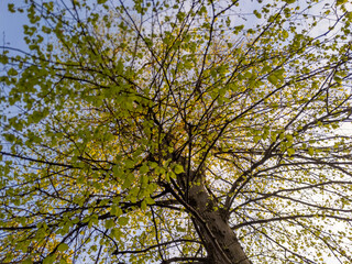 Obraz premium Glasgow, Scotland