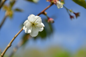 Val De La Mare, Jersey, U.K. Sakura, Spring Cherry blossom.