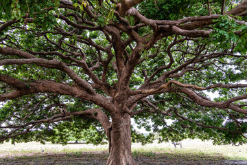 Water Buffalos and big trees at a rural property called Fazenda at Soure in Marajo Island, Brazil.