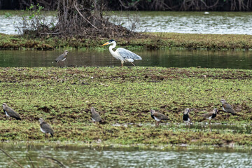 A Grey heron, Ardea cinerea at a rural property called Fazenda at Soure in Marajo Island, Brazil.