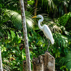 River boat tour on the Guama River at Belem do Para, a city on the north area of Brazil.