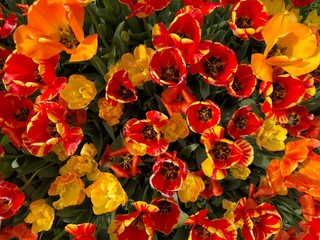 Vibrant Red and Yellow Tulips in Full Bloom, background