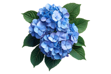 A close-up of hydrangea blossoms displaying isolated on transparent background.