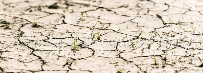Small Plants Growing In Dry Cracked Soil - Drought