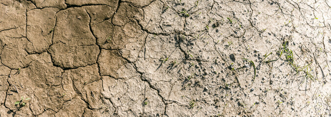 Small Plants Growing In Dry Cracked Soil - Drought