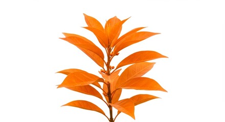 Bright orange houseplant with lots of leaves growing in orange pot on plain white background.Home decor, houseplants, bright colors, minimalism, interior design
