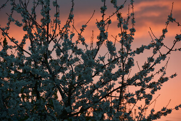 cerisier en fleur au printemps