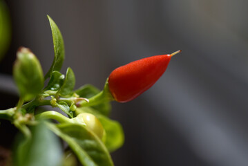 mini piment rouge