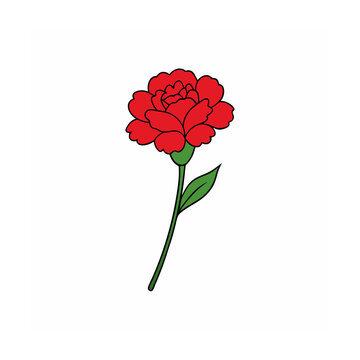 red carnation flower on white background clip art preview