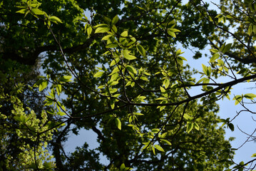 feuillage, arbre et forêt