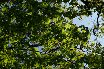 Fototapeta premium feuillage, arbre et forêt