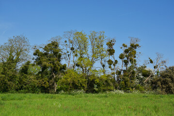 Fototapeta premium champ, prairie et arbres et gui