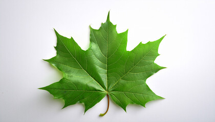 green maple leaf on a white background