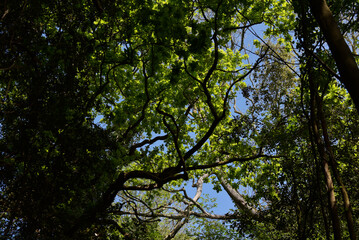 Fototapeta premium feuillage, arbre et forêt