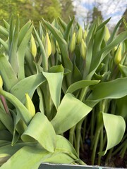 Obraz premium Young Green Tulip Buds Growing 