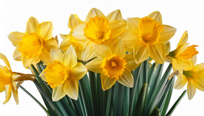 spring yellow daffodils flowers isolated