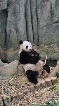 Giant cute panda eat bamboo aon the ground, vertical video, 4K