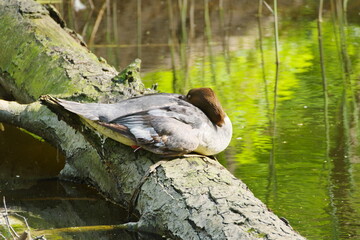 female common merganser on a fallen tree in the river, lit by the spring sun, Dolina Cybiny protected area, Poznań