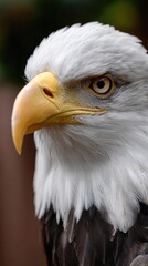 Obraz premium Close-up of an eagle's head