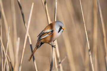 Bearded Reedling Male in Golden Light of Reeds