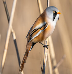 Wild Bearded Reedling on Reed Stem in Morning Light
