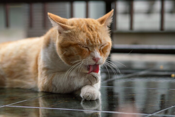 Adorable orange tabby cat licking paw with tongue out, cute domestic cat grooming outdoors, funny cat behavior, close-up feline portrait, playful pet moment, animal cleaning routine.
