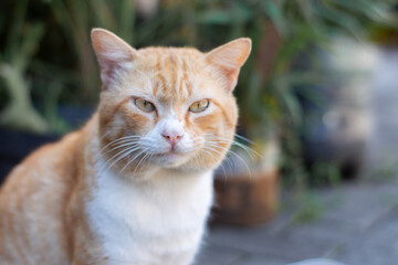 Fierce-looking orange tabby cat staring intensely, close-up portrait with soft bokeh background, serious domestic cat face outdoors, sharp eyes feline, selective focus animal photography.
